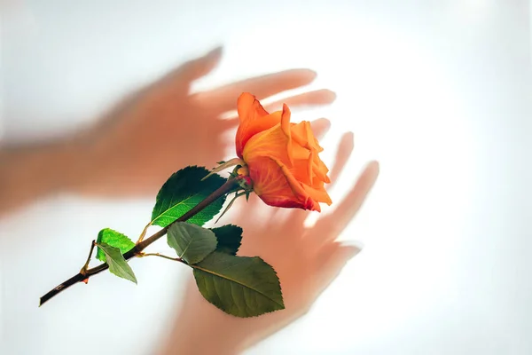 Oranje steeg op witte doorschijnende achtergrond en wazige handen van vrouw eronder — Stockfoto