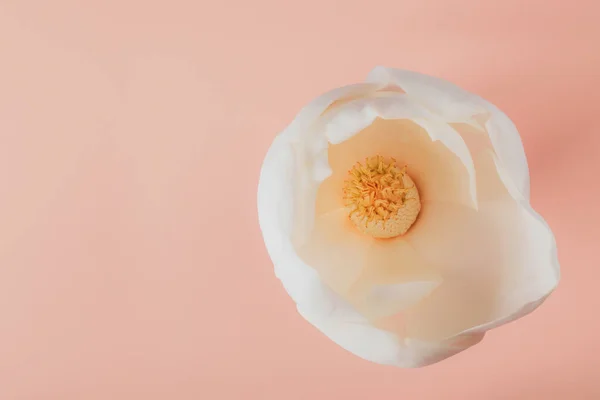 Foto de cerca del brote blanco hermoso de la flor de la orquídea en el fondo pálido del melocotón — Foto de Stock