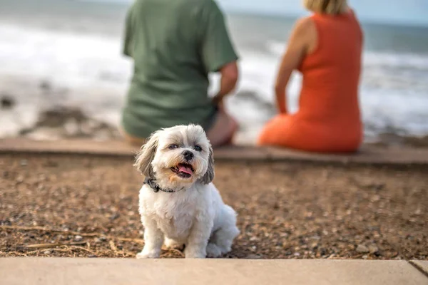 Gestutzte Mann und Frau sitzen am Strand hinter kleinen niedlichen weißen Schoßhund. Verschwommener Strand am Meer im Hintergrund. — Stockfoto