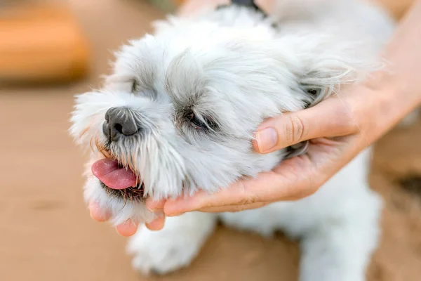 Las manos de las mujeres abrazan a un perro faldero —  Fotos de Stock