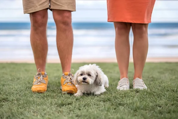 Beine von Mann und Frau und ein kleiner süßer weißer Schoßhund dazwischen auf Gras mit verschwommenem Meeresstrand im Hintergrund. — Stockfoto