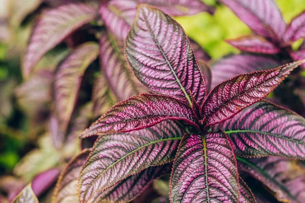 創造的でムーディな色の紫と緑の葉自然な花の葉のテクスチャの背景 — ストック写真