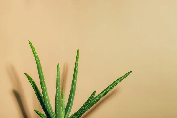 Pflanzen Sie Aloe Vera neben der Wand mit Schatten. Beige Hintergrund mit Kopierraum — Stockfoto