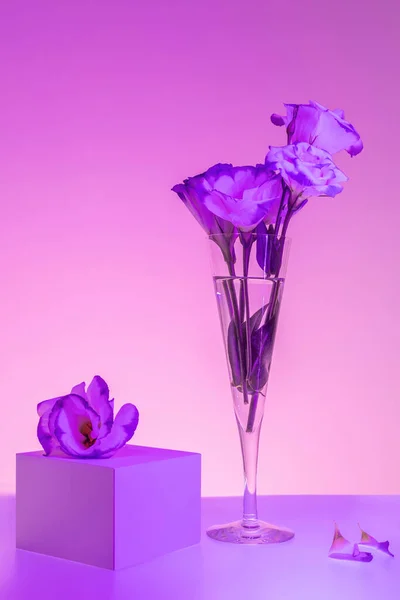 在香槟酒长笛和礼品盒中的紫罗兰和粉色花朵图片. — 图库照片