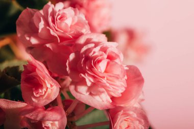 Duvarın yanında gölgeli tüberküloz begonyalar ve tüberküloz çiçekleri. Kopya alanı ile pembe arkaplan