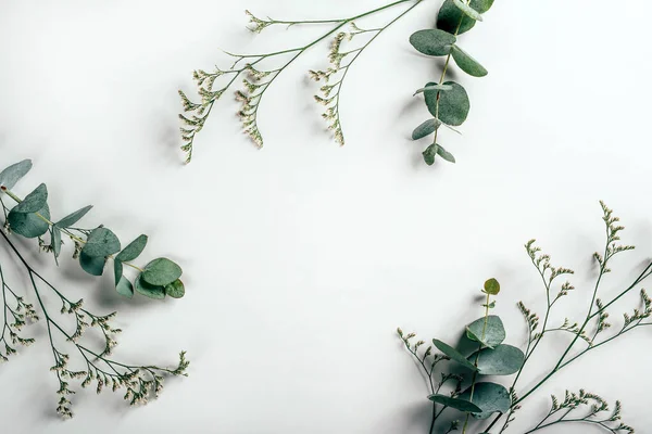 Hintergrund aus weißem Papier mit Eukalyptus und Graskräutern darauf — Stockfoto