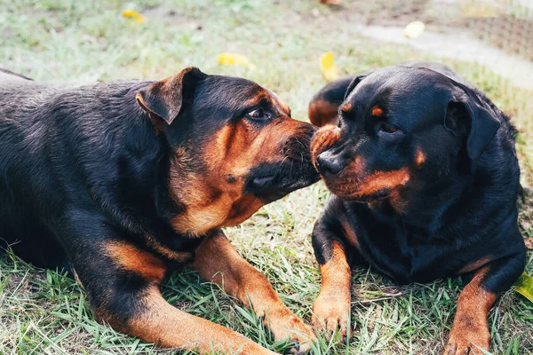 Dos perros rottweiler se besan en la hierba —  Fotos de Stock