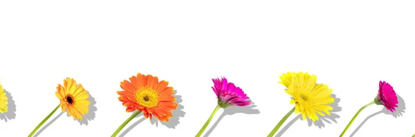 Bloemen gerangschikt samenstelling met verschillende kleuren gerbera bloemen met schaduw op witte achtergrond. Platte lay patroon, bovenaanzicht — Stockfoto