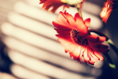 Kırmızı Gerbera çiçekleri kapanıyor. Fotokopi alanı olan doğal çiçek arkaplanı. İlkbahar için tebrik kartı. Güneş ışığı körlemesine düşer. Seçici odak