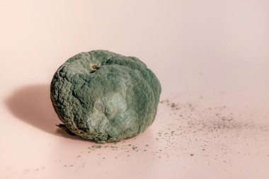 Çürük mandalina. Yeşil küflü bozulmuş mandalina ve mercan zemininde mantar.