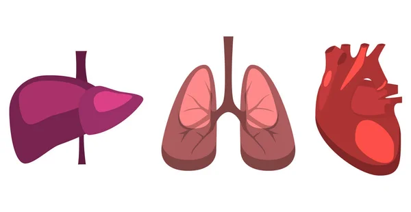 Órganos internos humanos — Vector de stock