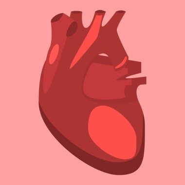 İnsan iç organları