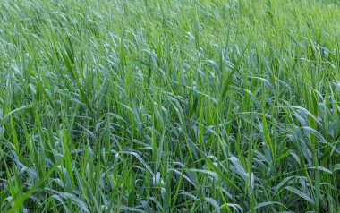 Genç yeşil sazlık