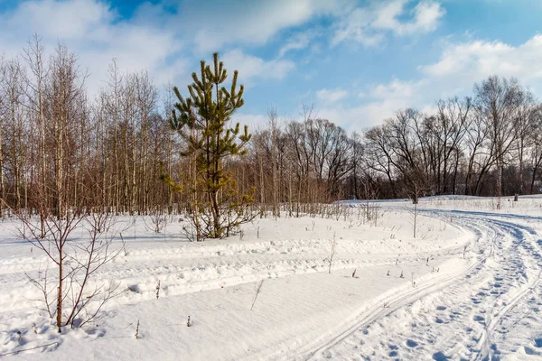 Bir seyrek orman ve alan kış yolda — Stok fotoğraf