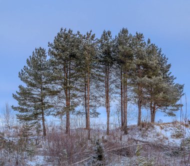 Kışın genç çam grove