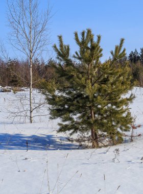 Genç çam ve huş kış alanındaki