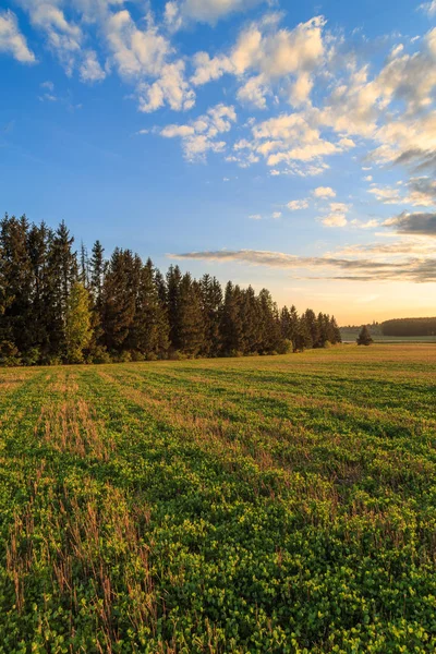 Field with clover seedlings amid high fir trees — Stock Photo, Image