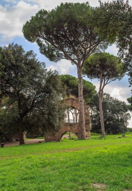 Roma'nın Capitol Hill'de yeşil çam