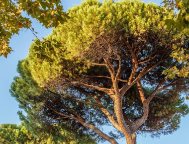Crohn Mediterranean pines