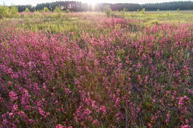 Kır çiçekleri koyu kırmızı, yaz natürmort