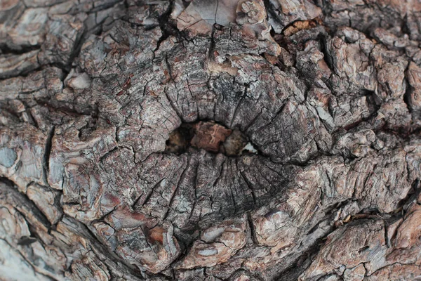 Gamla naturliga trä shabby bakgrund närbild, gammalt trä bakgrund, textur av bark trä användning som naturlig bakgrund — Stockfoto