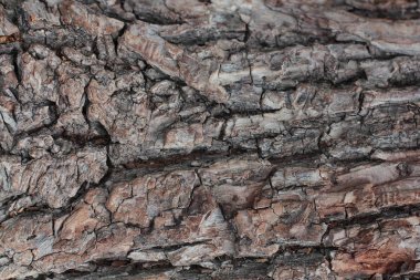 Eski doğal ahşap döküntü arka plan, eski ahşap arka plan, doğal arka plan olarak ağaç kabuğu kullanımı dokusu