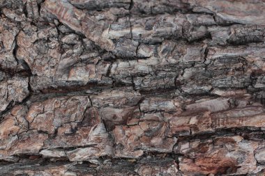 Eski doğal ahşap döküntü arka plan, eski ahşap arka plan, doğal arka plan olarak ağaç kabuğu kullanımı dokusu