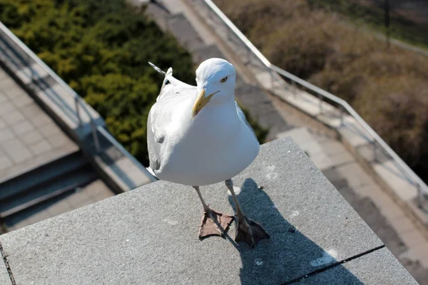 Seagull Close Stands Edge Roof Urban Background — Stock Photo, Image