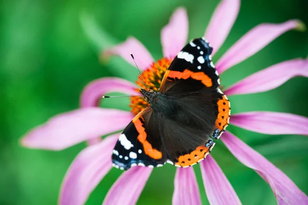 Borboleta em flor rosa — Fotografia de Stock