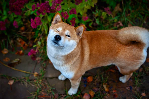 かわいい秋田犬 — ストック写真