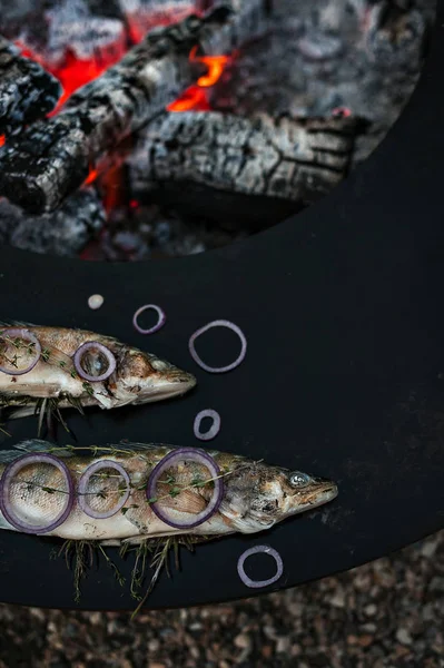 Zander fish grilled with herbs — Stock Image Zander fish grilled with herbs Royalty Free Stock Photos