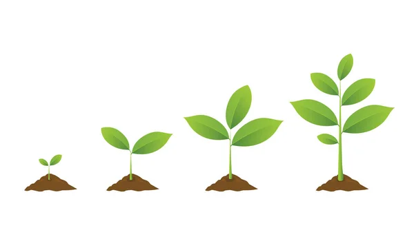 Plantar uma árvore. Planta de jardinagem de mudas. Sementes brotam no solo . — Vetor de Stock