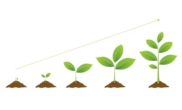 Infographie de la plantation d'arbres. Plante de jardinage de semis . — Image vectorielle