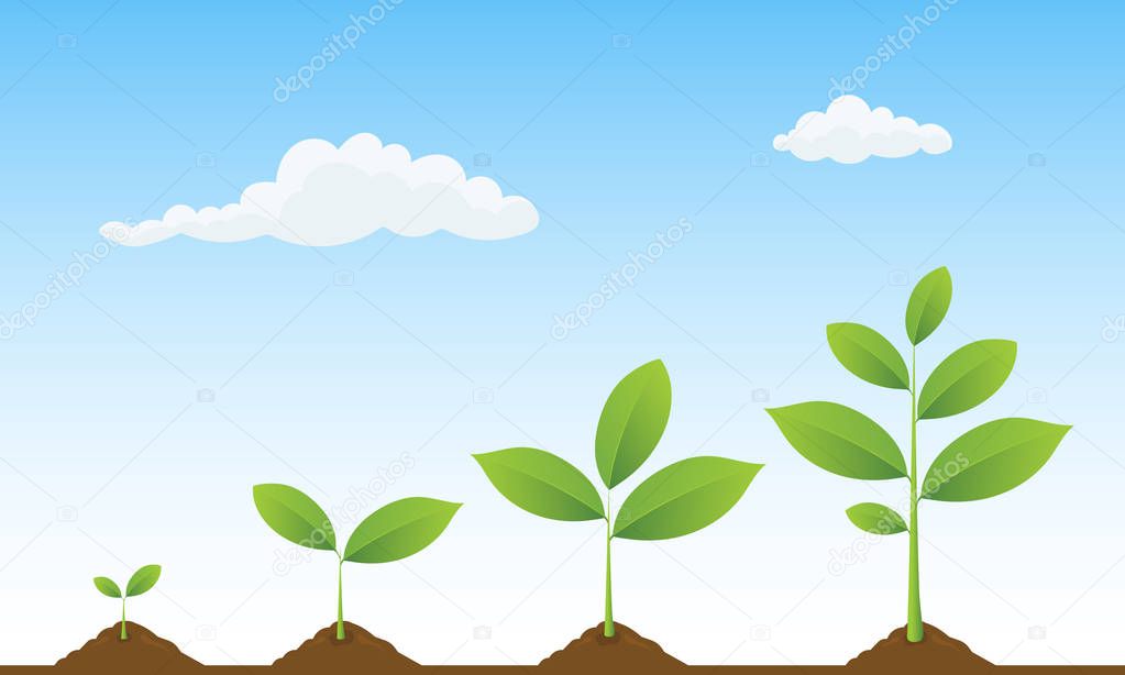 Infographic of planting tree on landscape. Seedling gardening plant, sprout. 