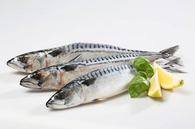 Ham taze uskumru balığı