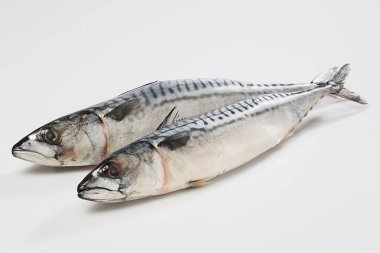 Ham taze uskumru balığı