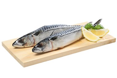 Ham taze uskumru balığı