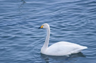 Beyaz ve gri kuğular ve ördekler kışın nehir kıyısındaki suda yüzerler.