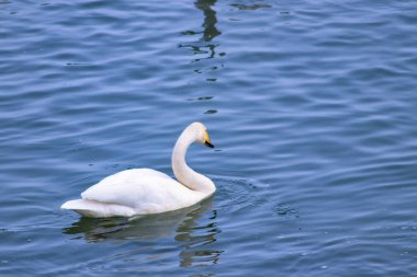 Beyaz ve gri kuğular ve ördekler kışın nehir kıyısındaki suda yüzerler.
