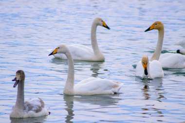 Beyaz ve gri kuğular ve ördekler kışın nehir kıyısındaki suda yüzerler.