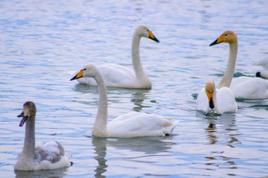 Beyaz ve gri kuğular ve ördekler kışın nehir kıyısındaki suda yüzerler.