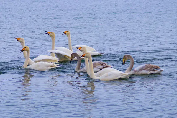 Cisnes Brancos Cinzentos Patos Nadam Mosca Inverno Água Lago Rio — Fotografia de Stock