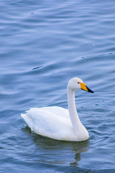 Cygnes Blancs Gris Canards Nagent Mouche Hiver Dans Eau Sur — Photo