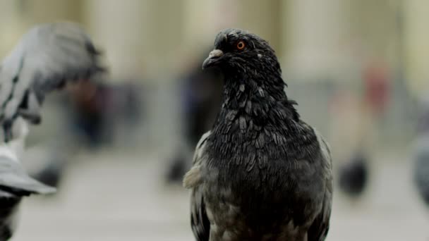 Portrait of a pigeon in the town — Stock Video