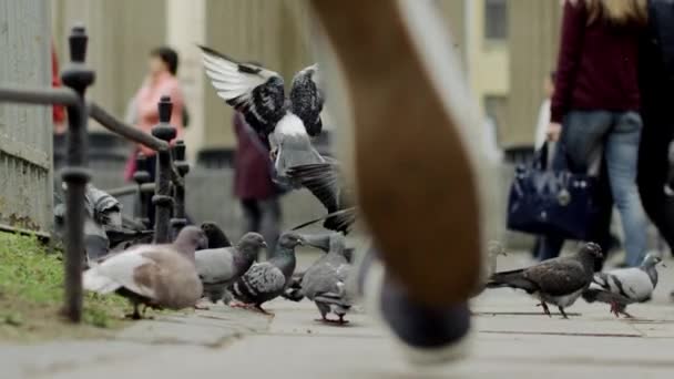 Man running and the pigeons flying — Stock video