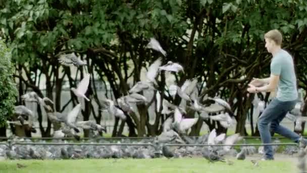 Homem correndo e os pombos voam — Vídeo de Stock