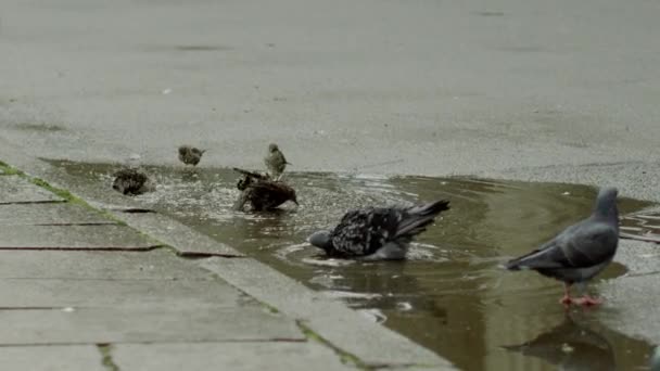 Pombos nadando na poça — Vídeo de Stock