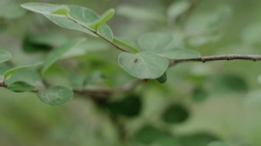 bir yaprak üzerinde sürünerek karınca