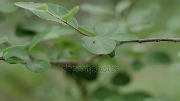 Hormiga arrastrándose sobre una hoja — Vídeos de Stock