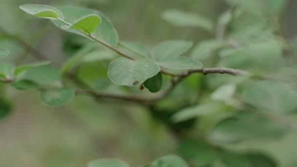 Ormanın içinde karıncalar ömrünü — Stok video